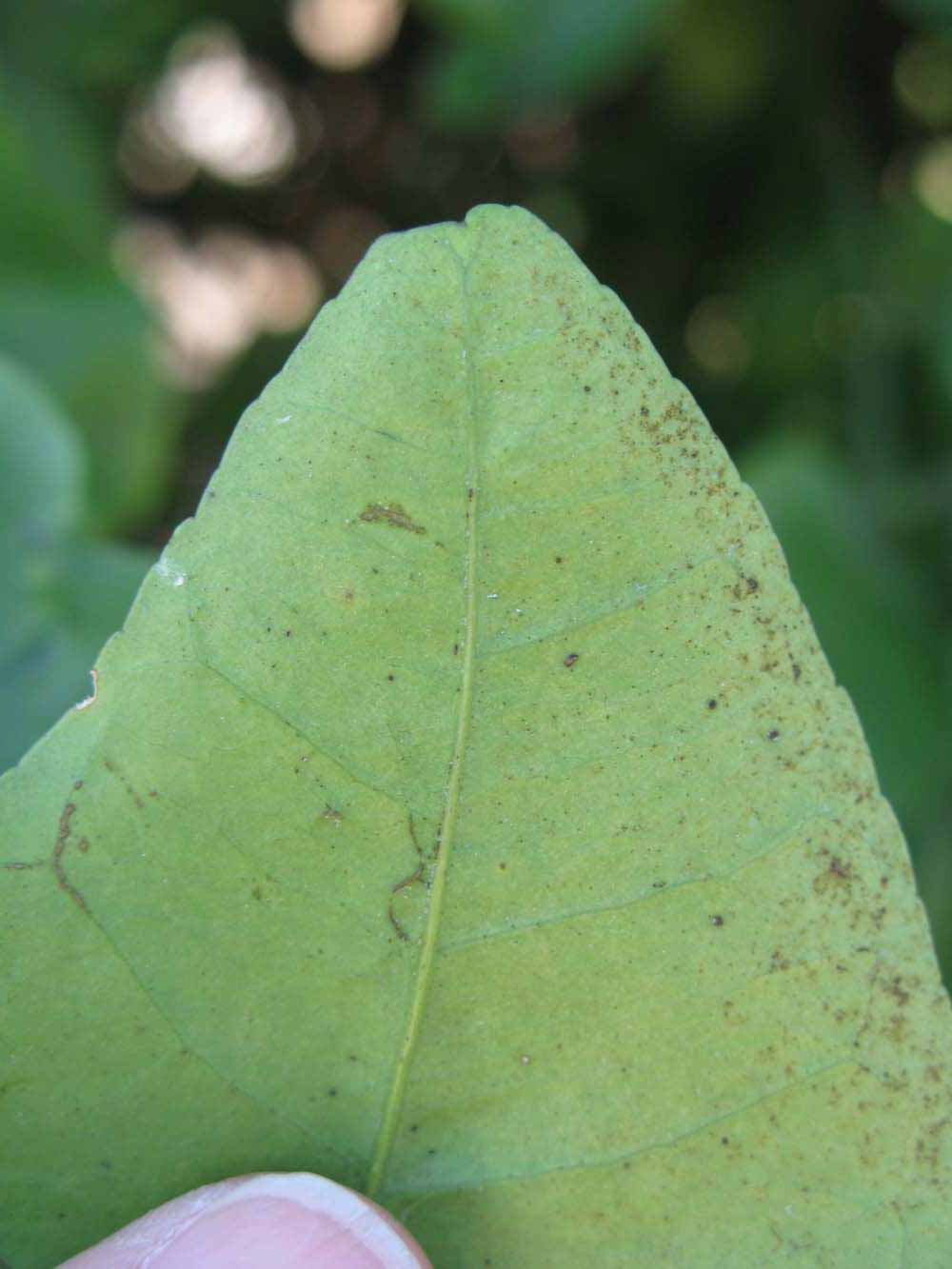              Margin (Winter Haven, FL)       